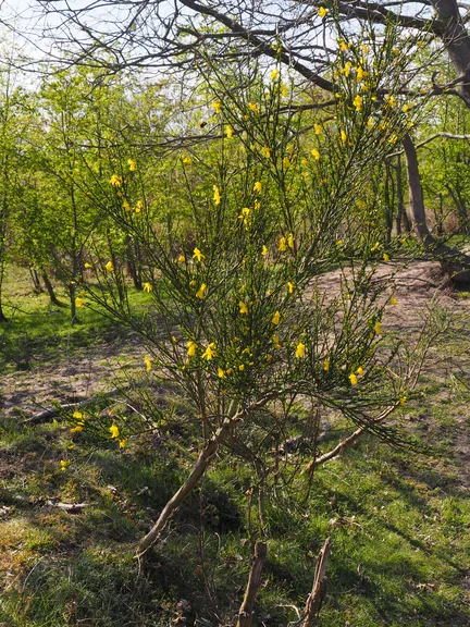 Kalkense Meersen (België)